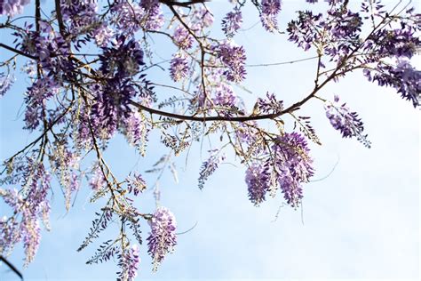 南非樹紫藤照顧|紫藤花栽培祕訣 